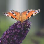 Close-up of a peacock butterfly on a purple buddleia flower in Berlin's outdoors.